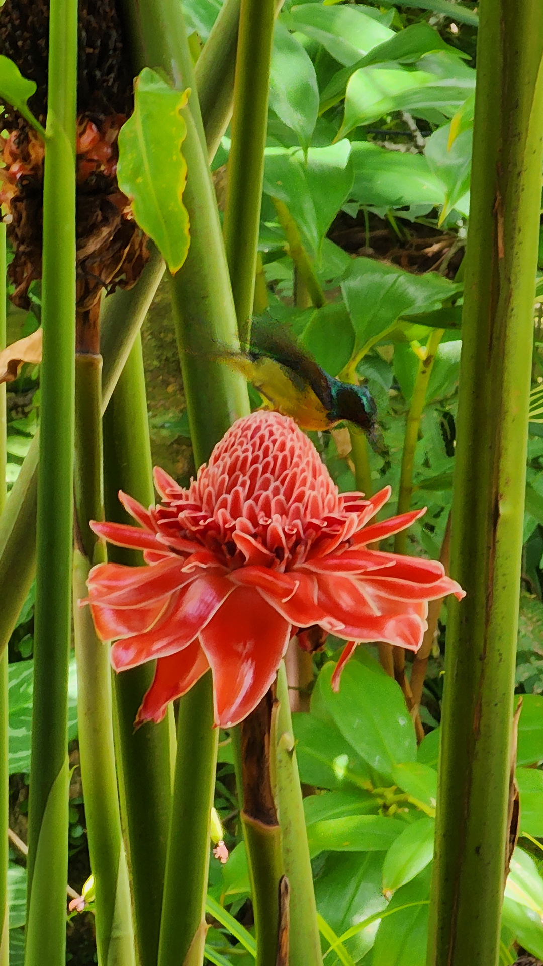 Bird and Flower